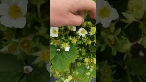 Чудо куст клубники сорта сенсация