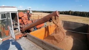 Енисей 1200 - 1, уборка пшеницы, урожай 2021