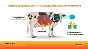 Кекстон™ - профилактика кетоза у коров и телок | Механизм действия | Elanco Россия
