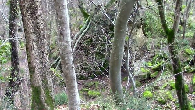 15_03_2019_СОЧИ_м_р. БЫТХА_ЛЕСОПАРК.mp4 смотреть онлайн