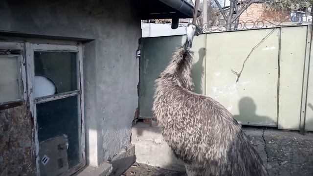 emu mating call sub basa смотреть онлайн