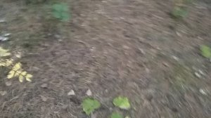 Поход за грибами на Урале