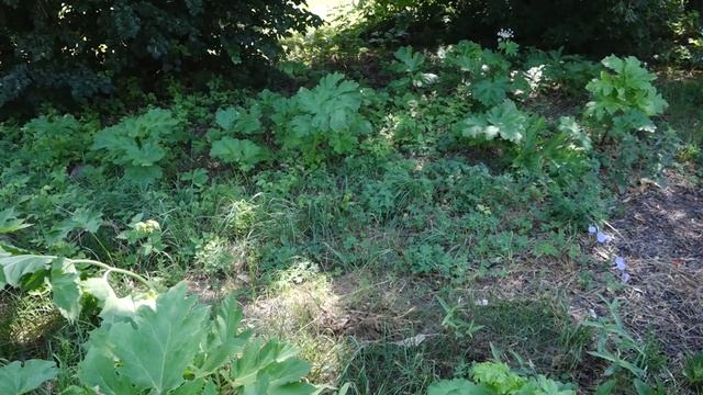 Штрафы за борщевик смотреть онлайн