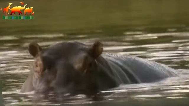 Бегемот напал на туристов в лодке! Туристы едва не стали жертвой бегемота Ужас! смотреть онлайн
