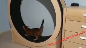 Беговое колесо для кошек