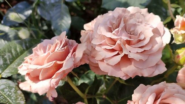 Роза Мокароза в Подмосковье смотреть онлайн