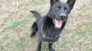 Черная немецкая овчарка Вольф 20 мес.Пинск.
