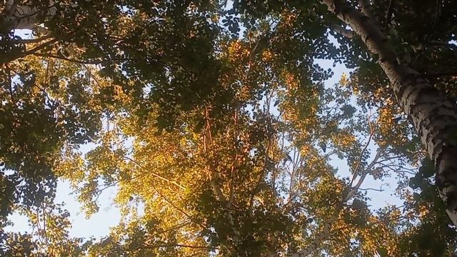 Прогулки на природе,совещании ворон.
#прогудки_на_природе
#совещании_ворон
#разговоры_ворон