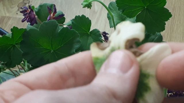 Прочтите пеларгонию по листу! От чего белеют, желтеют, сохнут листья у пеларгонии. Уход за геранью