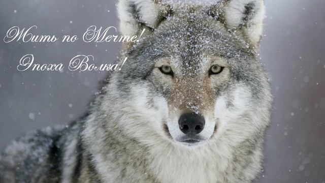 Эпоха Волка! Жить по мечте!