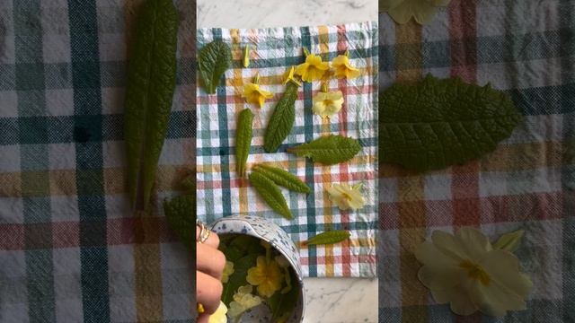 Primrose Salad смотреть онлайн