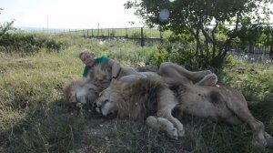 Сафари парк львов Тайган