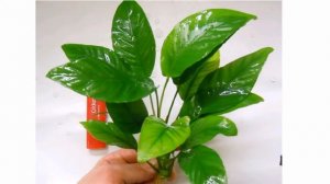 Растение - анубиас в аквариуме