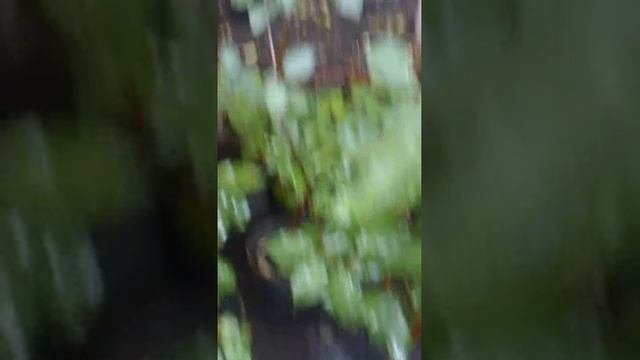 Полив7