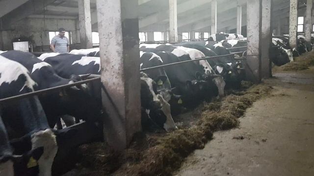 Купить Племенной КРС. Ферма нетелей. Колхоз коров. Молочная корова. Heifer farm. 89656150726 Звони смотреть онлайн