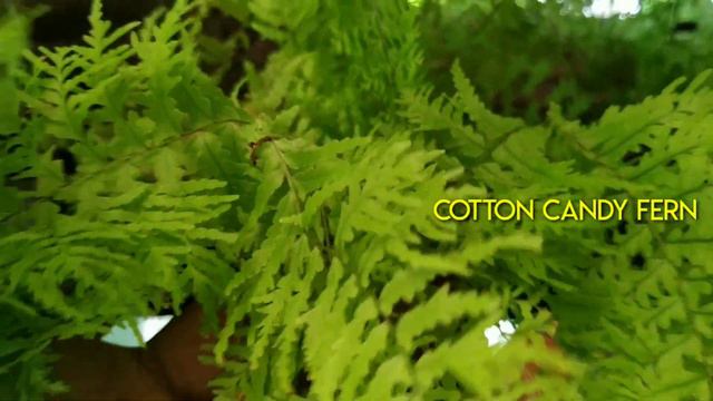Fern Variety/Fern Potting care and propagation/ Indoor fern arrangements/Fern growing Tips