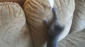 Кот с 3d очками