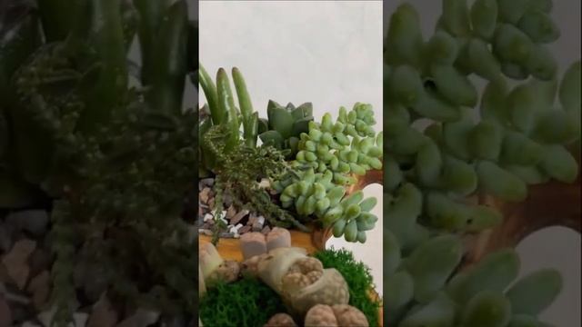 кашпо из фанеры для суккулентов и кактуса   /DIY planter complex for succulents part 4#shorts