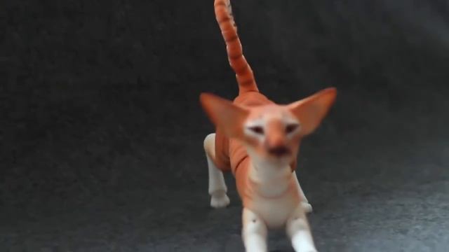 Демонстрация прекрасной кошки. Порода: Абиссинская смотреть онлайн