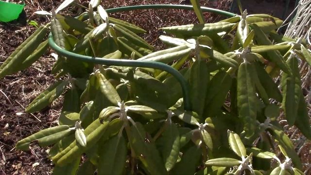 Долгожданное тепло.Новая клумба и первоцветы. смотреть онлайн