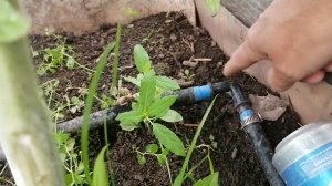 Автополив с Азона