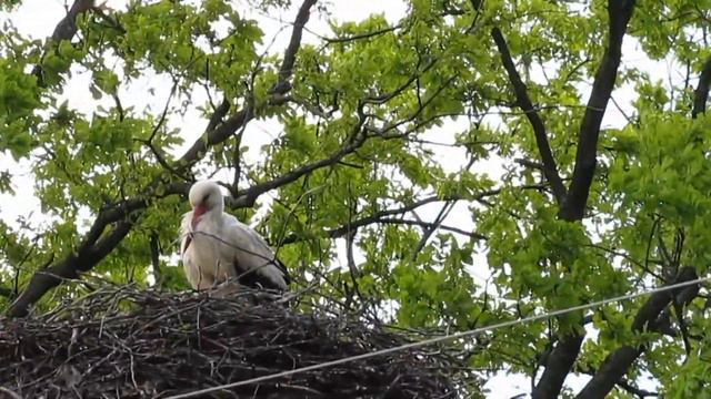 Главный бусел на деревне!  Тhe main bird of Belarus.