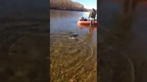 Таймень. Река Урми - Хабаровский край.