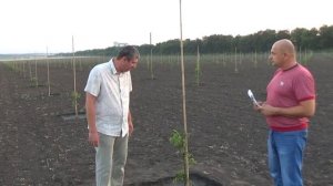 ИНТЕНСИВНЫЙ сад грецкого ореха. Украина.