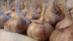 Озимый чеснок. Когда сажаю и после каких культур.