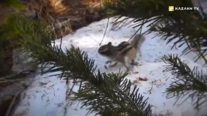 Путешествие в Западно-Алтайский заповедник