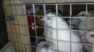 Перепела.Мой первый опыт разведения перепелов.