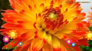 Георгина махровая Процион. Краткий обзор, описание характеристик dáhlia variabilis Procyon