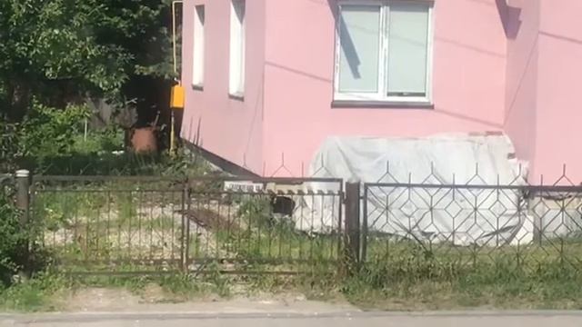 Шанель принесла котят домой.！
