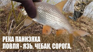 РЕКА ПАННЭЯХА - ЛОВЛЯ: ЯЗЬ,ЧЕБАК,СОРОГА!
