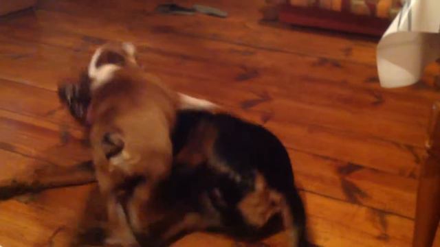 English bulldog against rottweiler/ Английский бульдог vs Ротвейлера
