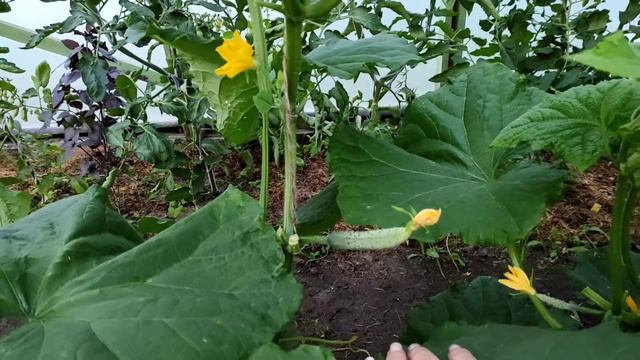 Огурцы. Сорта:Ухажёр, Шоша. смотреть онлайн