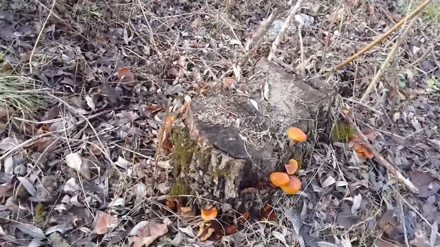 Зимние опята - февраль 2015 года смотреть онлайн