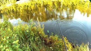 Рыбалка в Пензенской области Новый классный водоём. Ловим толстолоба и карпа.
