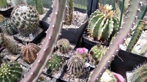 Виды цветущих кактусов.