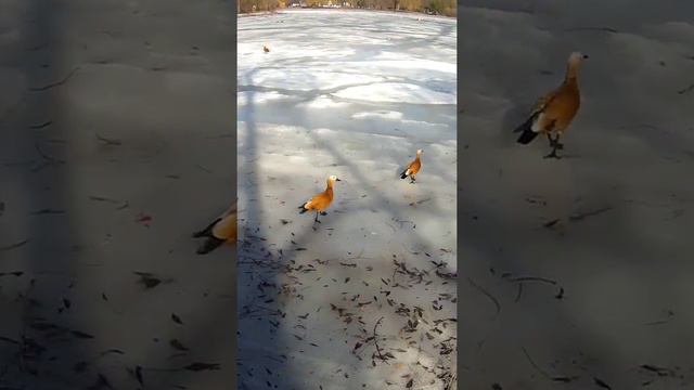 РУЧНАЯ ПЛАСТИКА ТЕЛА И ЛИЦА, МОСКВА