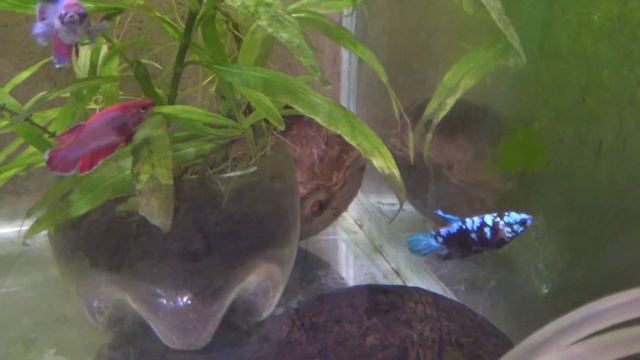 Аквариум для петушка смотреть онлайн