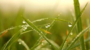 Тихое утро. Валерий Гурков. Стихи