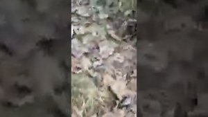 лес в селе касумкент