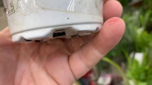 распродажа ОРХИДЕЙ от 555 руб - остатки СЛАДКИ орхидеи бриллианты - ОБЗОР