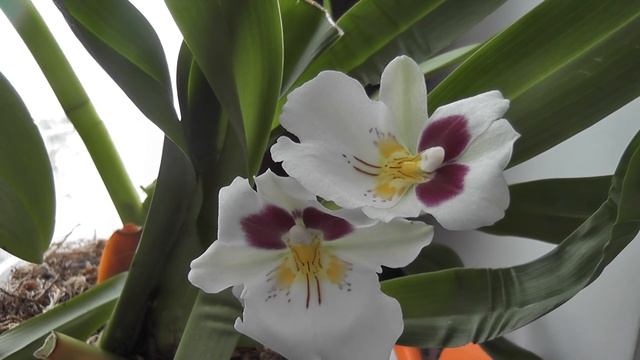 Орхидея зацвела Miltoniopsis Первое цветение за 3 года