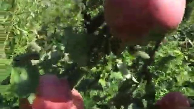 Сорт яблок Деличия смотреть онлайн