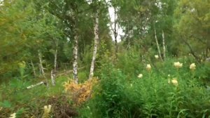 Каркасный домик почти готов.На пасеке.