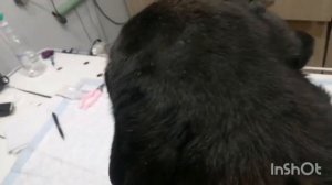 отит у собаки