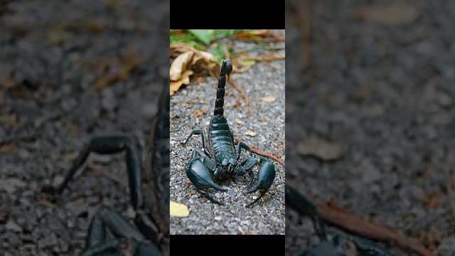 Опасные скорпионы смотреть онлайн