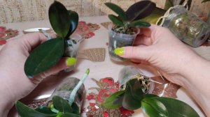 Почему я не дружу со мхом и всегда-ли нужно пересаживать орхидею из мха?🤔👌